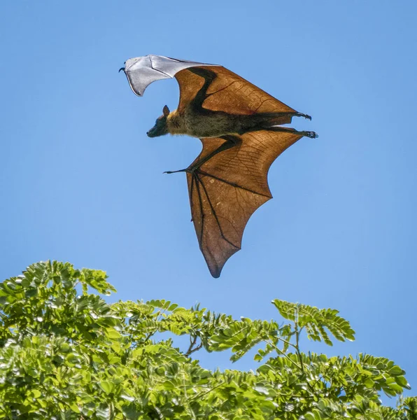 Large Bat Flies During Day Showing Translucent Wings