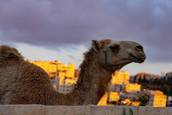 Wild Camel blickar över Skyline of Amman — Stockfoto
