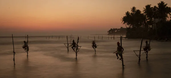 Pescadores de zancos en Sri Lanka trabajando para comer al atardecer —  Fotos de Stock