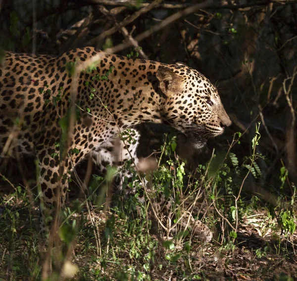 Wild Leopard Walks Through Forest in Sri Lanka