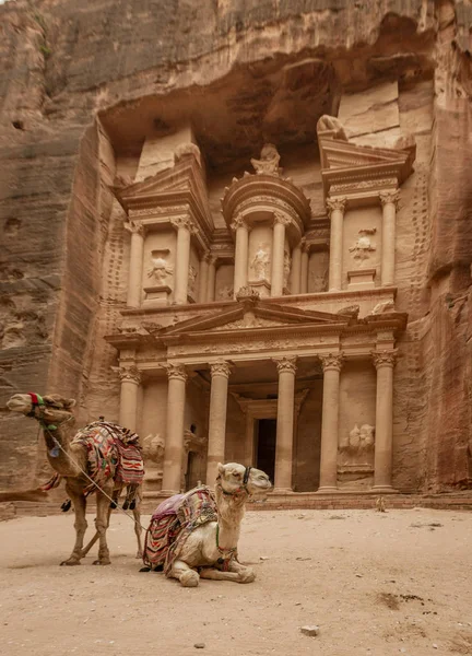 Camellos en el Tesoro en las ruinas de Petra — Foto de Stock