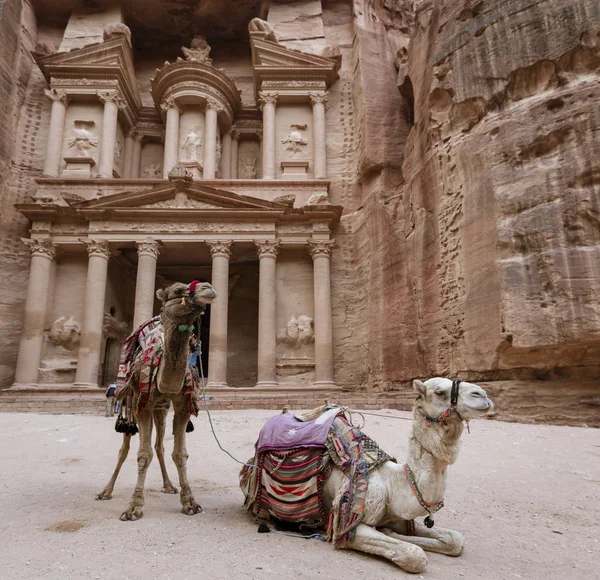 Camelos no Tesouro em Petra Ruins — Fotografia de Stock