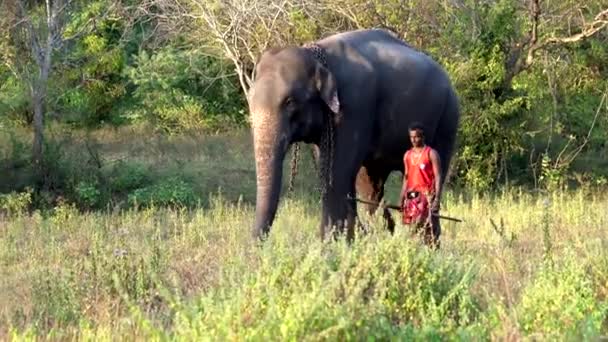 Хабна, Шрі-Ланка-2019-03-22-слон і його обробник ходьби пліч-на-пліч через поле — стокове відео