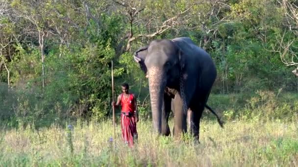 Haberna, Sri Lanka-2019-03-22-olifant handler leidt zijn dier over veld rechts naar links — Stockvideo