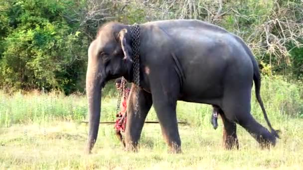 ハベルナ、スリランカ- 2019-03-22 - 象のハンドラーは、彼らがフィールドを歩くように彼の動物の後ろに見ることができます — ストック動画