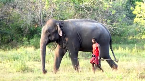 Haberna, Sri Lanka-2019-03-22-słoń i jego obsługi chodzić obok siebie przez pole od prawej do lewej — Wideo stockowe
