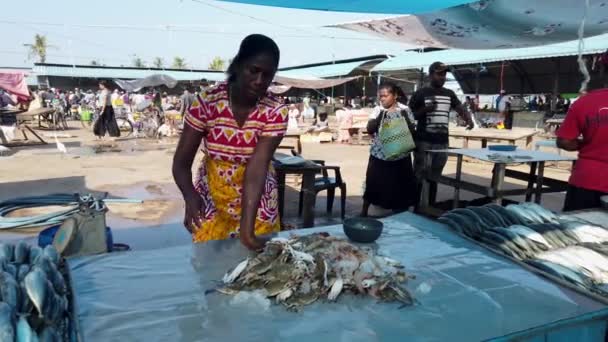 Nogombo, Sri Lanka 2019-03-22 - Fish Vendor organiza una pila de cangrejos — Vídeo de stock