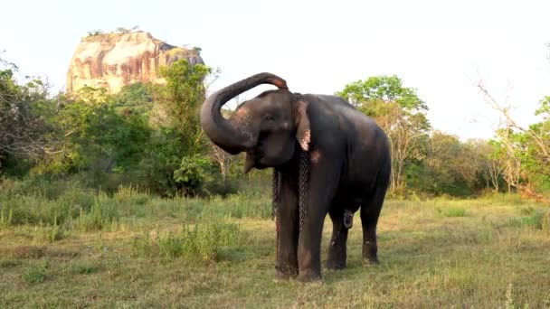 Haberna, Sri Lanka 2019-03-22 - Elefante levanta su tronco mientras está de pie en el campo — Vídeo de stock