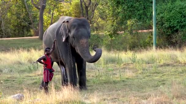 Haberna, Sri Lanka-2019-03-22-słoń podnosi jego bagażnik z Handler stojący obok niego — Wideo stockowe