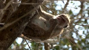 Maymun Ağaçta Oturuyor - Dikey Sosyal Medya Formatı
