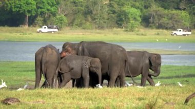 Fil Ailesi Sırtlarına Çamur Atıyor