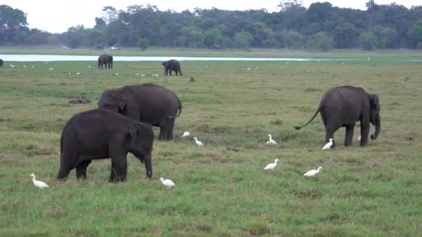 Baby słonie jeść trawa z egrets wokół — Wideo stockowe