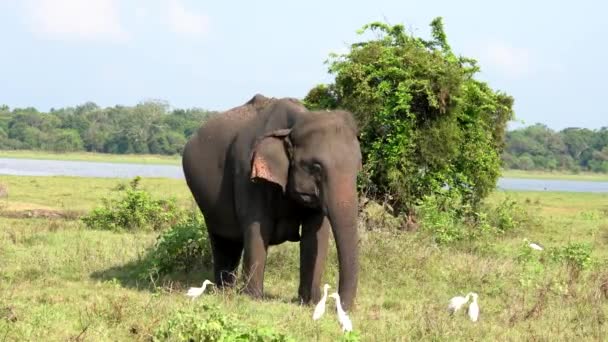 Слон їсть траву з еґретами навколо вад — стокове відео