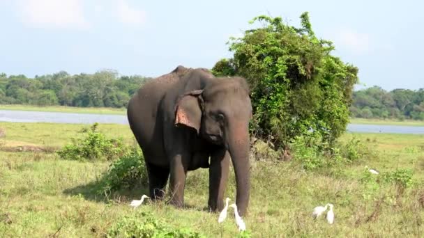 Elefant äter gräs med egrets runt för buggar — Stockvideo