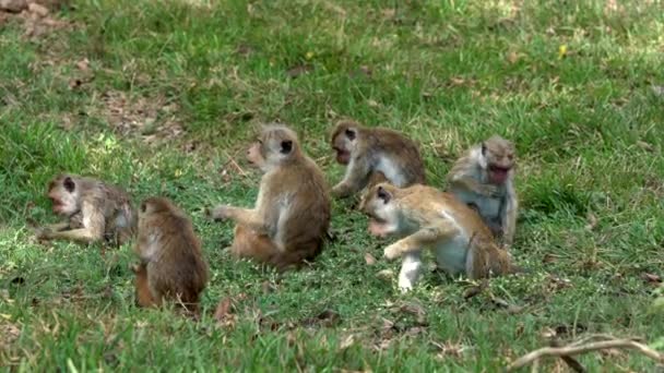 サルの家族は地面に草を食べる — ストック動画