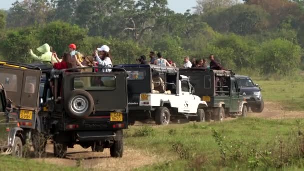 Minneriya National Park, Sri Lanka-2019-03-23-Safari människor 4-line of jeeps Jocky för position — Stockvideo