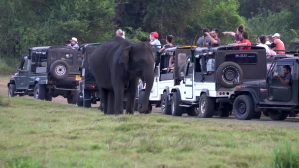 Parque Nacional Minneriya, Sri Lanka - 2019-03-23 - Safari People 5 - Elefante come hierba cerca de la línea de Jeeps — Vídeo de stock