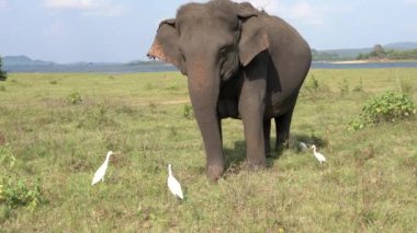 Fil Egrets ile Çim Yiyor - Üç Çeyrek Görünüm