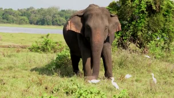 ゾウはバグのために周りのエグレットで草を食べる - フロント — ストック動画