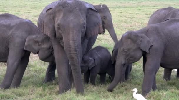 Famille d'éléphants et bébé mangent de l'herbe avec des aigrettes autour — Video