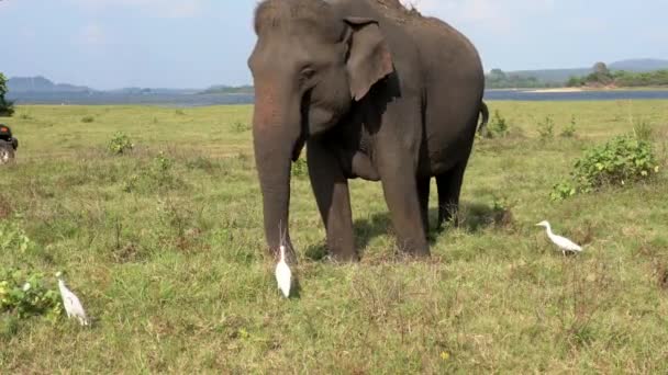 Elefant äter gräs med egrets som jeepar passera bakom-tre kvartal View — Stockvideo