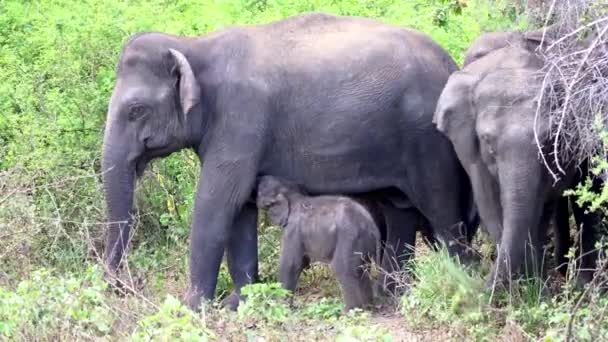 Детеныш слона сосат, а потом гуляет с семьей — стоковое видео