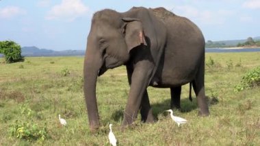 Fil Egrets ile Çim Yiyor - Yan Görünüm