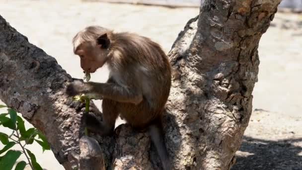 Affe sitzt in Baum und frisst Blumen — Stockvideo