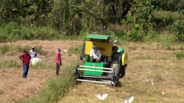 Kandy, Sri Lanka-09-03-24-rijstoogst Ester werkzaam in het veld — Stockvideo