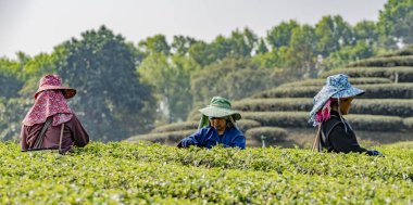 Mae Salong, Tahiland - 2019-03-12 -Kadın Hasat Çay Yaprakları
