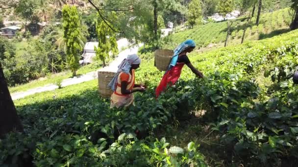 Nuware, Sri Lanka - 2019-03-26 - Dos mujeres recogen hojas de té en Hillside — Vídeos de Stock