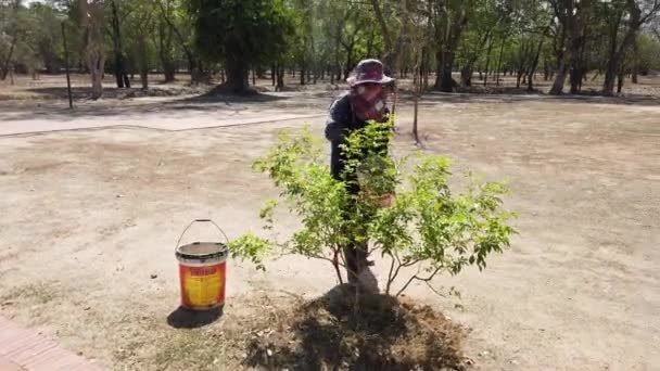Sukhothai, Thailand-2019-03-06-vrouw werknemer wateren bomen met behulp van emmers van water — Stockvideo