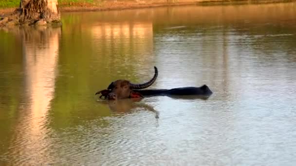 Búfalo de agua con un solo cuerno sostiene el cuello profundo en el lago — Vídeos de Stock