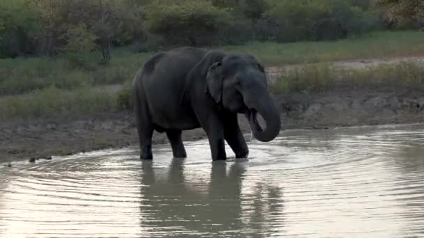 Elephant Drinks From Lake in Sri Lanka — Stock Video