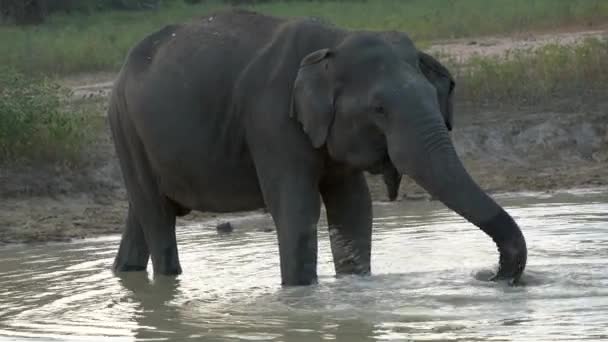 Bebidas de elefante do lago no Sri Lanka - Fechar 2 — Vídeo de Stock