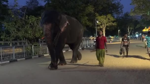 Kataragama, Sri Lanka-2019-03-29-człowiek spacery z jego Elephant Down Road — Wideo stockowe