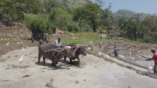 Kataragama, Sri Lanka - 2019-03-29 - Equipos de Buffalo de Agua trabajan en un campo de arroz inundado mientras el hombre construye muros de barro — Vídeo de stock