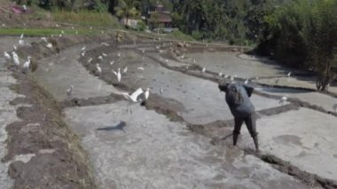 Kataragama, Sri Lanka - 2019-03-29 - Man Rice Field Çamur Duvarları Oluşturur