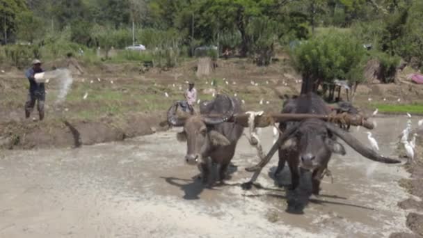 Kataragama, Srí Lanka-2019-03-29-Man hází vodu na vodní buvoly, aby je zchladil dolů — Stock video