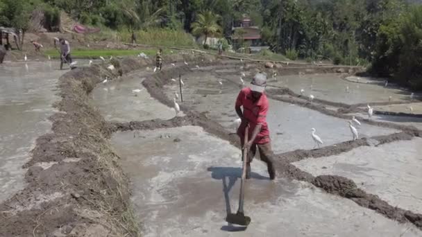 Kataragama, Sri Lanka - 2019-03-29 - Tres hombres construyen barreras de barro en el campo de arroz inundado — Vídeo de stock