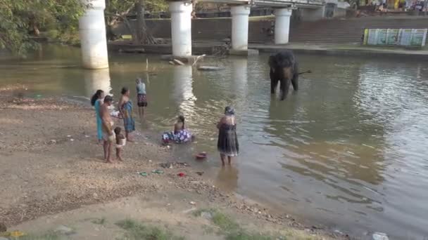 Катарагама, Шри-Ланка - 2019-03-29 - Слон стоит в реке, пока люди купаются в Нирби 2 — стоковое видео