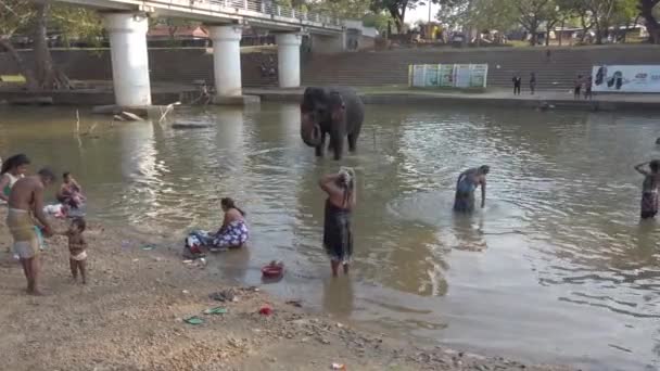 Катарагама, Шри-Ланка - 2019-03-29 - Слон стоит в реке, пока люди купаются в Nearby 1 — стоковое видео