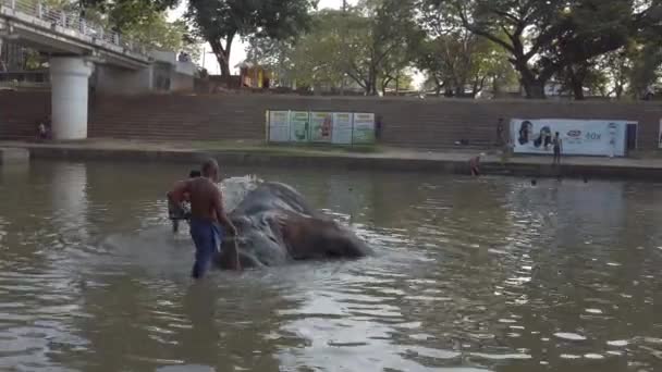 Kataragama, Sri Lanka - 2019-03-29 - Elephant Gets Bath in River 2 — Stock Video