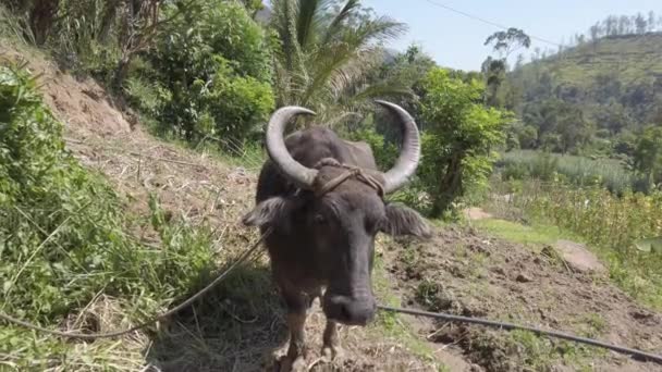 Vattenbuffel är tjudrad tills det behövs i fält — Stockvideo