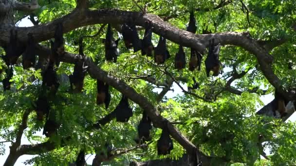 Pipistrelli giganti appesi a testa in giù tra gli alberi in attesa di crepuscolo — Video Stock