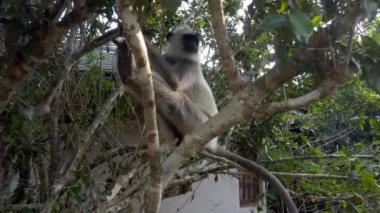 Maymun Sri Lanka Resort Edge Tree oturur