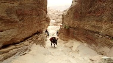 Petra, Ürdün - 2019-04-23 - Katır Sürücüsü Kanyon'a Kadar Monestary'ye Katır Getiriyor