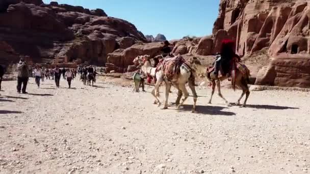 Petra, jordan - 2019-04-23 - Kamele passieren Esel in petra — Stockvideo