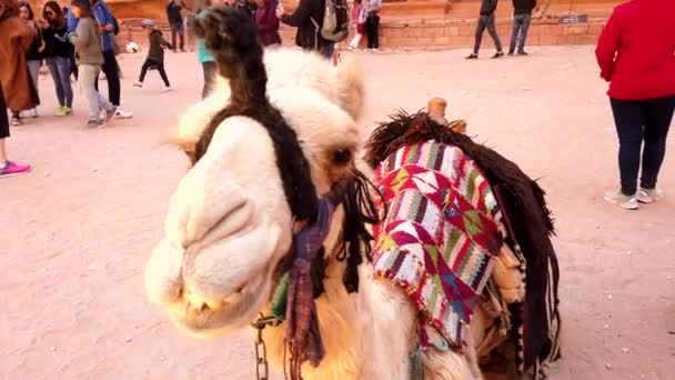 Petra, Jordania - 2019-04-23 - Primer plano de la cara de camello — Vídeos de Stock