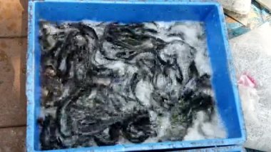 Satılık Mavi Satıcı Bin Canlı Yayın Balığı Wriggle